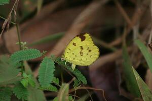 amarillo mariposa en el selva foto