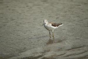 wader searching for food photo