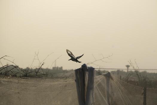 martín pescador moscas lejos foto
