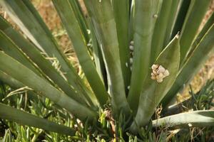 plants and flowers in andalucia, spain photo