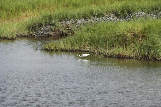 garceta intentos a captura pescado foto