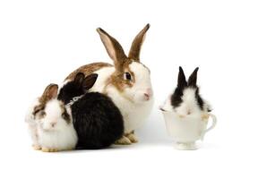 madre Conejo y cuatro recién nacido conejitos en blanco antecedentes. uno negro y blanco conejito sentado en blanco café taza foto