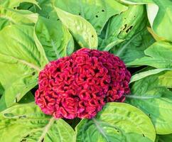 rojo cresta de gallo o celosia cristata flor foto