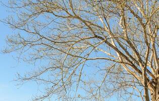 Tree branches without leaves in blue sky photo