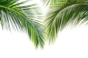 Coconut palm leaves isolated on white background photo