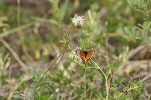 butterfly on a plant photo