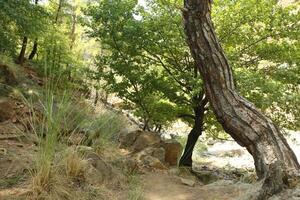 beautiful nature in the mountains of dalyan, turkey photo