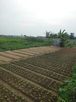 crops growing on a field photo