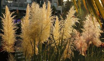 ornamental reed in the morning sunlight photo