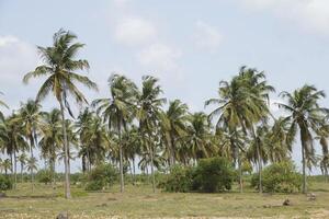 palm trees at the beach in Benin photo
