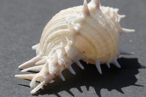 beautiful tropical seashell photo