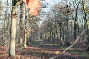 otoño en el bosque foto