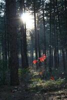 autumn in the forest, light shines on colorful leaves photo