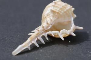 beautiful tropical seashell photo