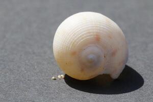 beautiful tropical seashell photo