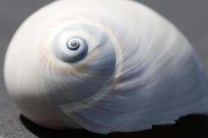 beautiful tropical seashell photo