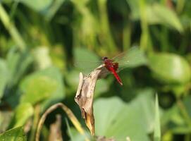 dragonfly on a plant in the lake photo