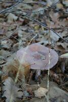 toadstool in the autumn in the forest photo