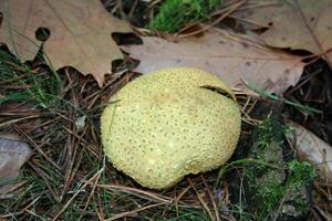 seta venenosa en el otoño en el bosque foto