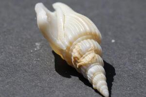 beautiful tropical seashell photo