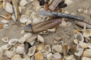 Shells in the sand at the shore in the Netherlands photo