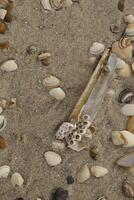 Shells in the sand at the shore in the Netherlands photo
