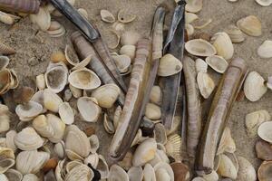 Shells in the sand at the shore in the Netherlands photo