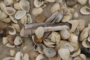 Shells in the sand at the shore in the Netherlands photo