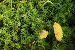 macro photography of moss photo