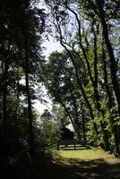 forest in the autumn photo