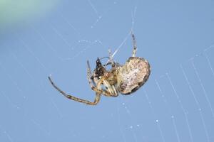 a spider in a spiderweb photo