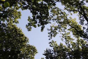 frog perspective of trees photo