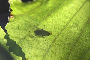 shadow of a fly through a leaf photo