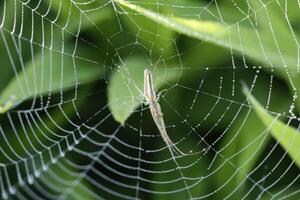 un araña en un telaraña foto