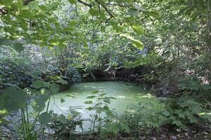 a pond hidden in a forest photo