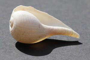 beautiful tropical seashell photo