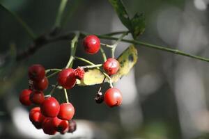 red berries in the autumn photo