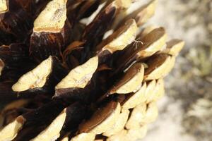 close up of a pinecone photo