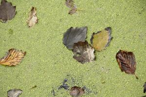autumn leaves in a ditch with duckweed photo