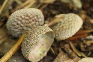 acorn caps in close up photo