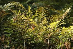 fern in the sunlight photo