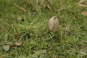 shaggy inkcap toadstool photo