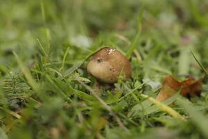 leopard earthball toadstool photo