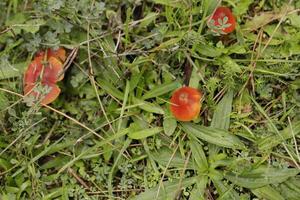 vermilion waxcap little toadstool in the grass photo