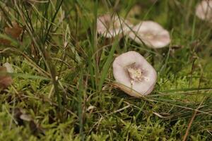 Macro photography toadstool birch brittlegill photo