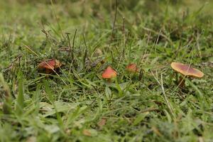 vermilion waxcap little toadstool in the grass photo