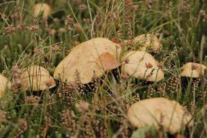 spring cavalier toadstool growing on heath photo