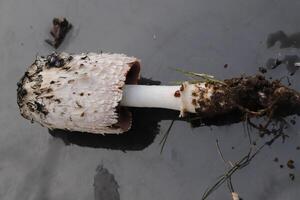 shaggy inkcap toadstool photo