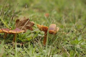 vermilion waxcap little toadstool in the grass photo