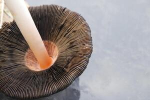 shaggy inkcap toadstool photo